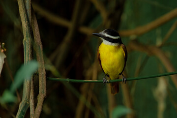 Interesting photo of a cute tropical bird great kiskadee living in Colombia, yellow belly, brown wings, white head, with a black mask, the bird is sitting on branch 