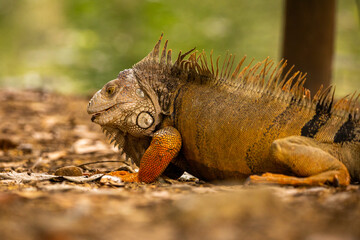 Beautiful photo of a green, gray iguana with orange paws and a striped tail, looking at the ground, head turned to the left, jungle, Colombia
