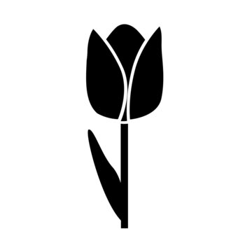 TULIPE FLEUR