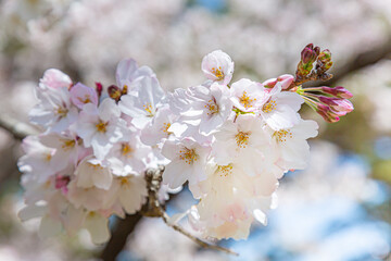 浜寺公園で咲く満開の桜