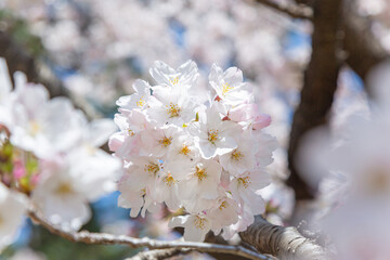 浜寺公園で咲く満開の桜