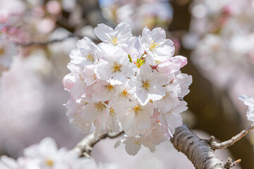 浜寺公園で咲く満開の桜