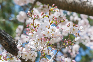 浜寺公園で咲く満開の桜