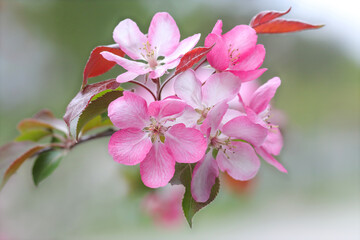 Obraz premium Branches of blossoming Cherry macro with soft focus. Easter and spring greeting cards. Springtime. Bloom over blue sky. Morning in the Cherry orchard. Spring background. Blossoming cherry tree garden 