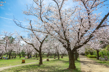 浜寺公園で咲く満開の桜