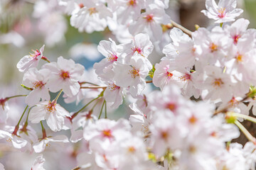 浜寺公園で咲く満開の桜
