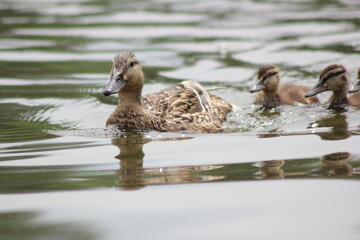 Duck with ducklings in the pond