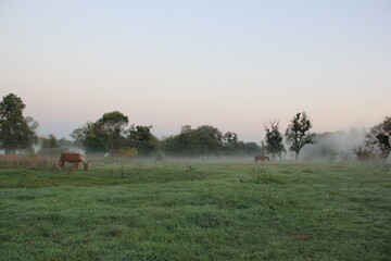 horses graze in the meadow at dawn