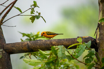 Golden tanager a small tropical bird of bright yellow color with black cheeks with black spots on the wings, Colombia