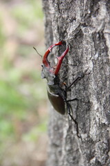 European stag beetle is on tree bark