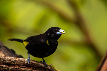 Flame-rumped tanager black colored tropical bird with yellow tail holding food in its beak, Colombia
