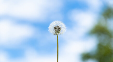 Dandelion under the blue sky