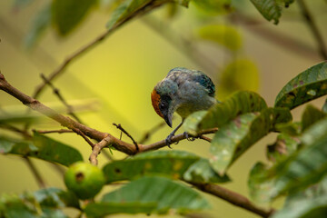Scrub tanager small tropical bird endemic, light blue with red-orange cap, sitting on a branch, Colombia