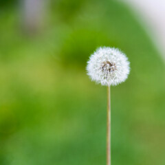 Single white dandelion in the garden