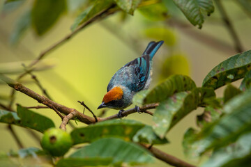 Scrub tanager small tropical bird endemic, light blue with red-orange cap, sitting on a branch,...