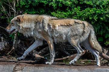 Naklejka na ściany i meble European wolf running in its enclosure. Latin name - Canis lupus