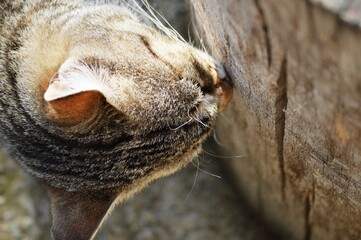 colorful cat smells tree stump
