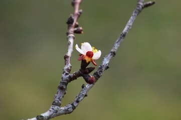blooming apricot blossoms in spring