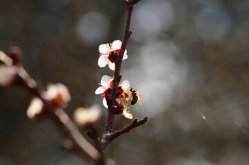 a beetle on a white flower in the spring