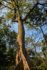 Fototapeta na wymiar A large towering tree int he forest of Africa