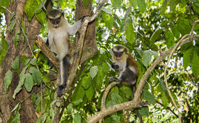 Mona Monkeys in a tree in Ghana, Africa