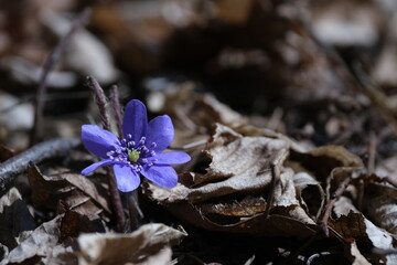 Anemone hepatica small blue, purple early spring wildflower in nature, natural background. Blooming wildflower.
