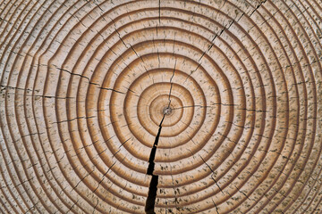 Cross section of tree stump