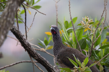 Сolombian chachalaca, endemic bird of Colombia, rare bird, grey, long-tailed, blur background