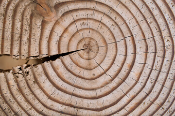 Cross section of tree stump