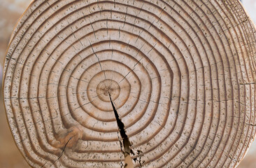 Cross section of tree stump