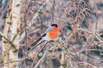 Bullfinch on the tree branch.
