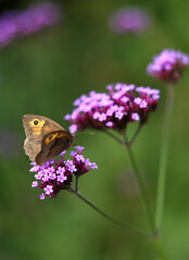 Meadow brown butterfly on purple top verbena flower in wildlife garden