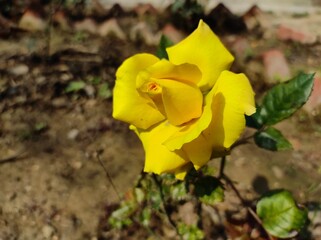 Side angle of Yellow Rose Flower