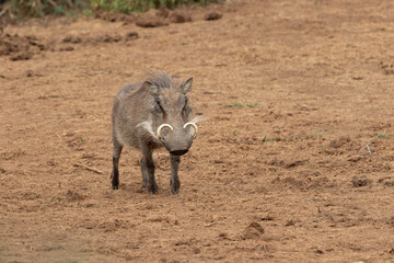 Fototapeta premium Warthog with interesting tusks, Addo Elephant National Park