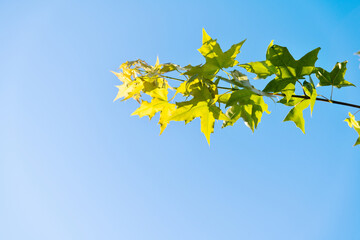 Obraz premium Green leaves on maple tree in sunny day