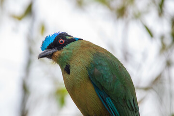 Whooping mot mot, baranquero, an exotic tropical bird shaped like a mango, yellow in color, with bright blue wings and a bright blue cap, red eyes, sitting on a branch and looking to the camera