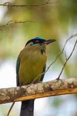 Whooping mot mot, baranquero, an exotic tropical bird shaped like a mango, yellow in color, with bright blue wings and a bright blue cap, red eyes, sitting on a branch