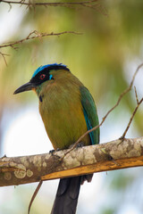 Whooping mot mot, baranquero, an exotic tropical bird shaped like a mango, yellow in color, with bright blue wings and a bright blue cap, red eyes, sitting on a branch