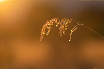 dry grass on a background shot in the golden hour