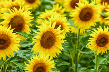 Obraz premium Sunflower natural background. Sunflower blooming