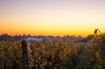 Vines in Burgundy, France at sunrise