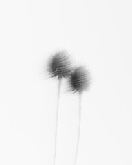 Flower with blurred contours on a white background. Blurred flowers with thorns. Art black and white photography. Long exposure