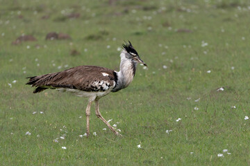 Koir Bustard bird in the savannah