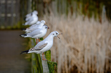 Black headed gulls, chroicocephalus ridibundus, in winter plumage perched on fence posts
