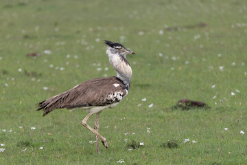 Kori Bustard walking in the savannah in the Maasai mara