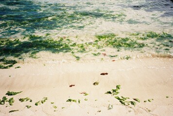 a sea full of seaweed / Jeju, Korea / film photography