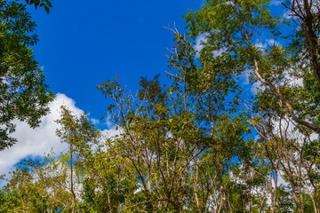 Tropical plants at natural jungle forest Playa del Carmen Mexico.