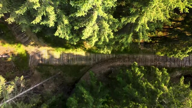Aerial top-down view of the wooden path in the middle of the spruce and pine forest