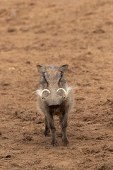 Warthog with interesting tusks, Addo Elephant National Park