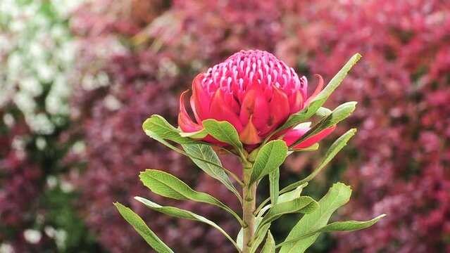 The beauty of a magnificent red protea flower, which gently sways in the wind, in harmony with the red and white background. "Art in Bloom"